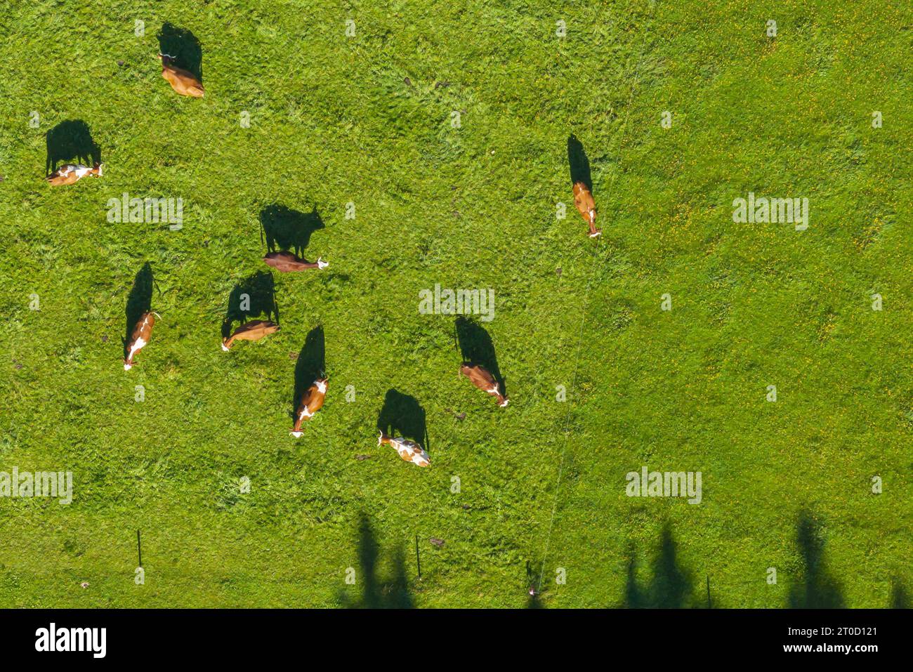 Landscape in the Black Forest, cows on a pasture, drone photo, Schoenwald, Baden-Wuerttemberg, Germany Stock Photo