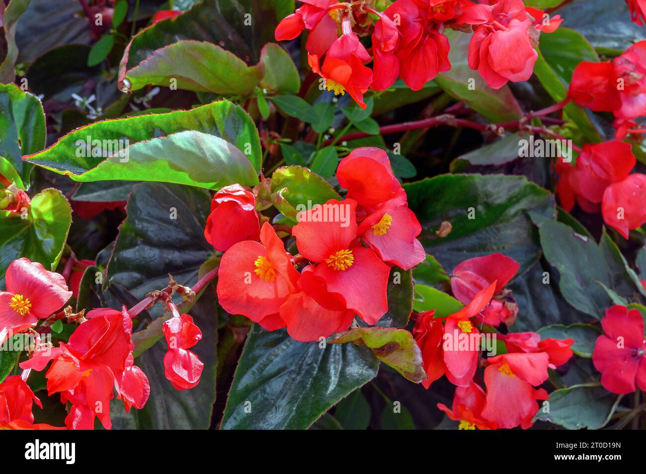 Begonias (Begonia), Bavaria, Germany Stock Photo