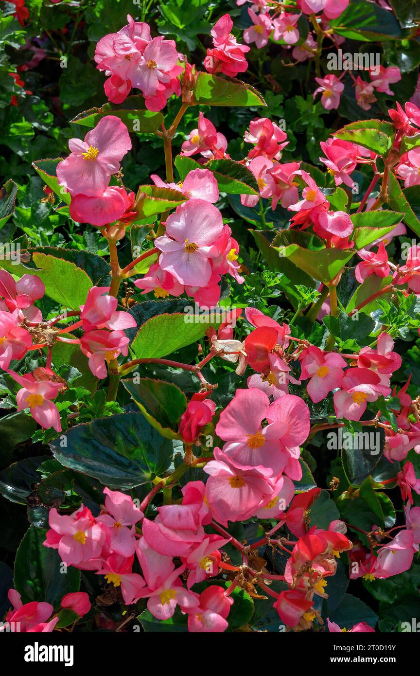Begonias (Begonia), Bavaria, Germany Stock Photo