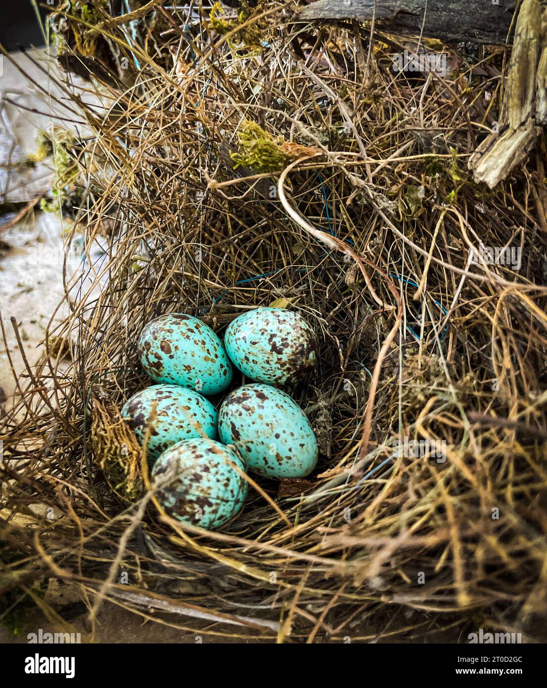 Nature's delicate masterpiece: eggs cradled in a cozy nest, where life begins anew. Stock Photo
