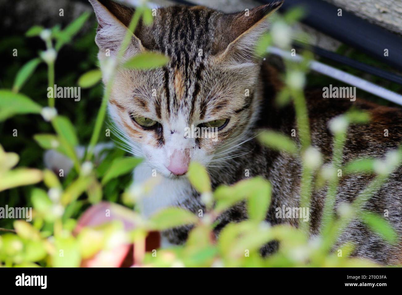 Unwavering hi-res stock photography and images - Alamy