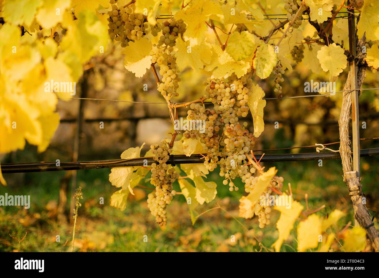 Green grape before harvesting with yellow leaves.Grape field growing for wine. Autumn scenery with wineyard rows. Stock Photo