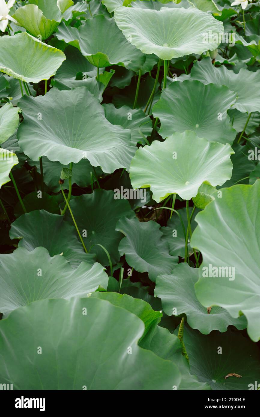 Tall, slender lotus flower leaves stand elegantly above pond Stock Photo