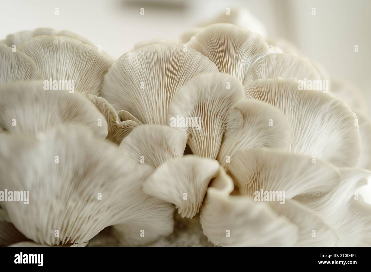 Close-up of Italian oyster mushrooms, showcasing texture Stock Photo
