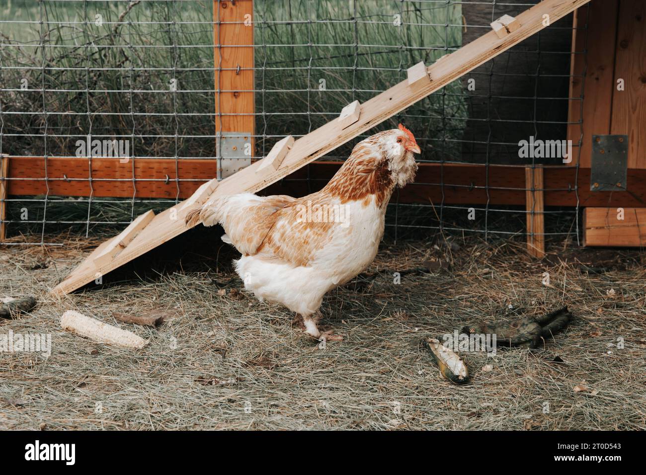 Red, white chicken in coop with ramp behind Stock Photo - Alamy