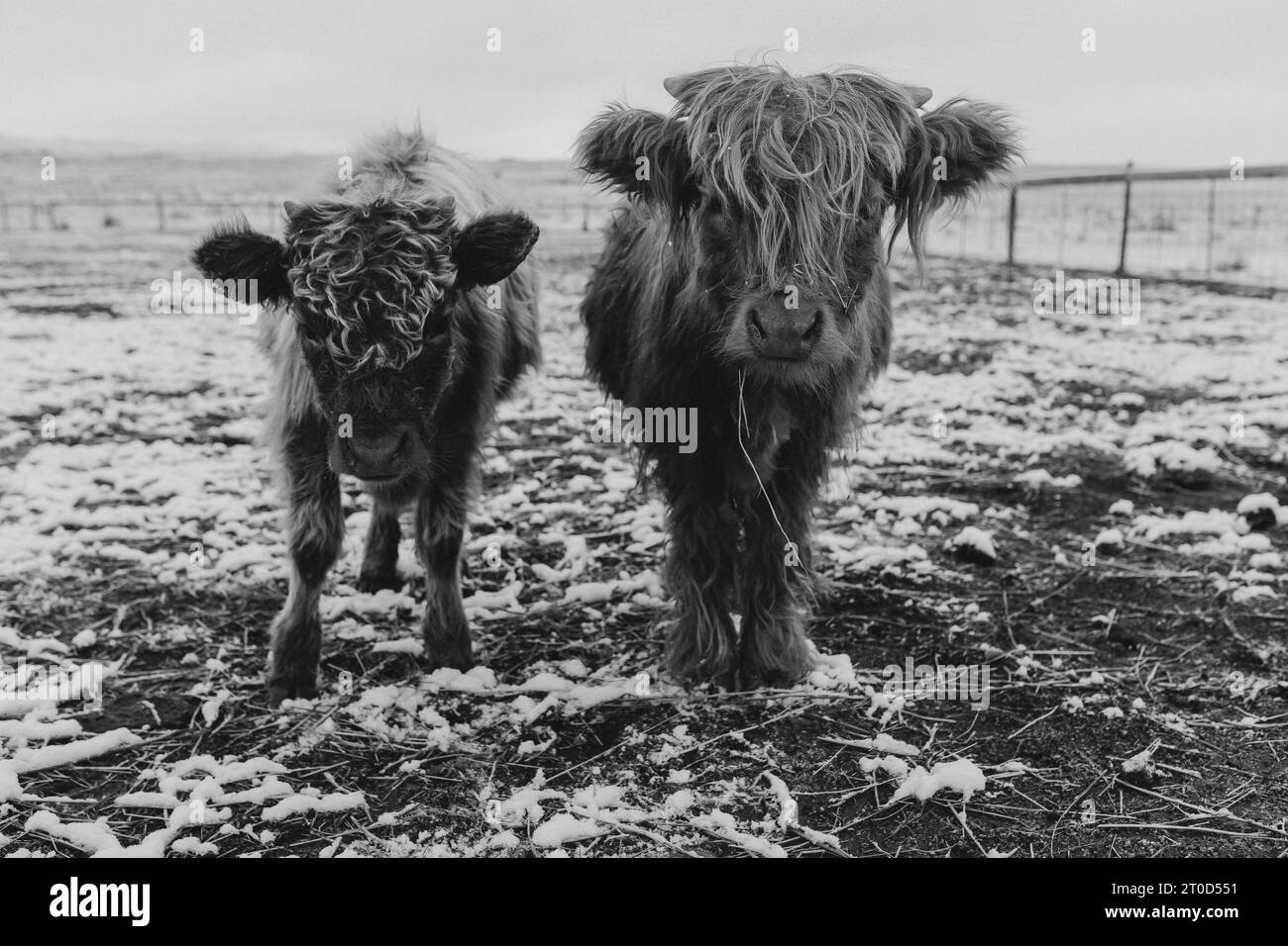 B&W image of two fluffy cows in snow. Stock Photo