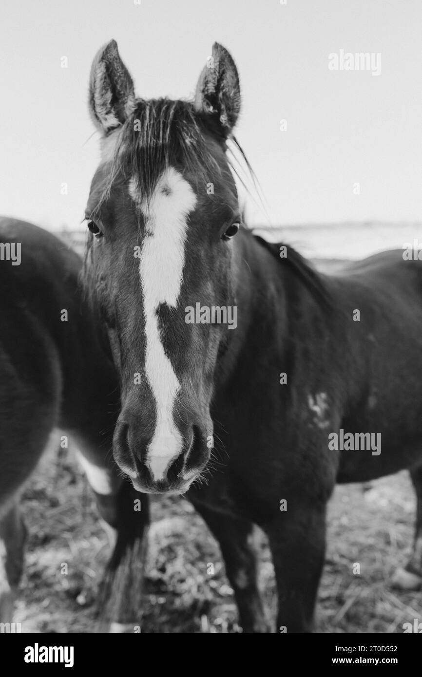 Stunning Black & White horse portrait Stock Photo