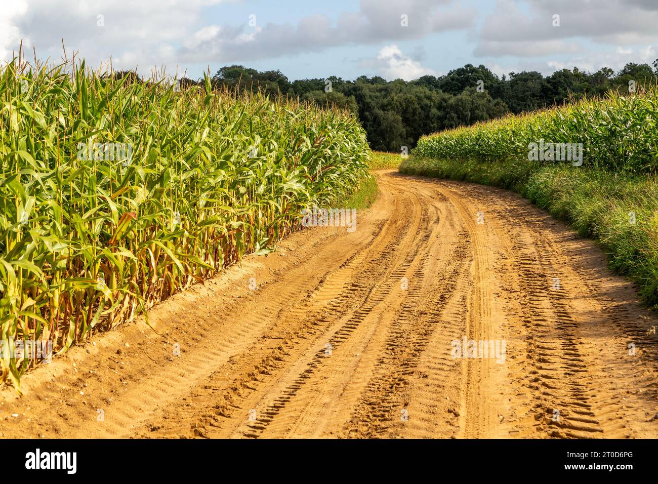 Sandy track in farmland through crop of sweetcorn maize Suffolk Sandlings, Sutton Heath, Suffolk, England, UK Stock Photo