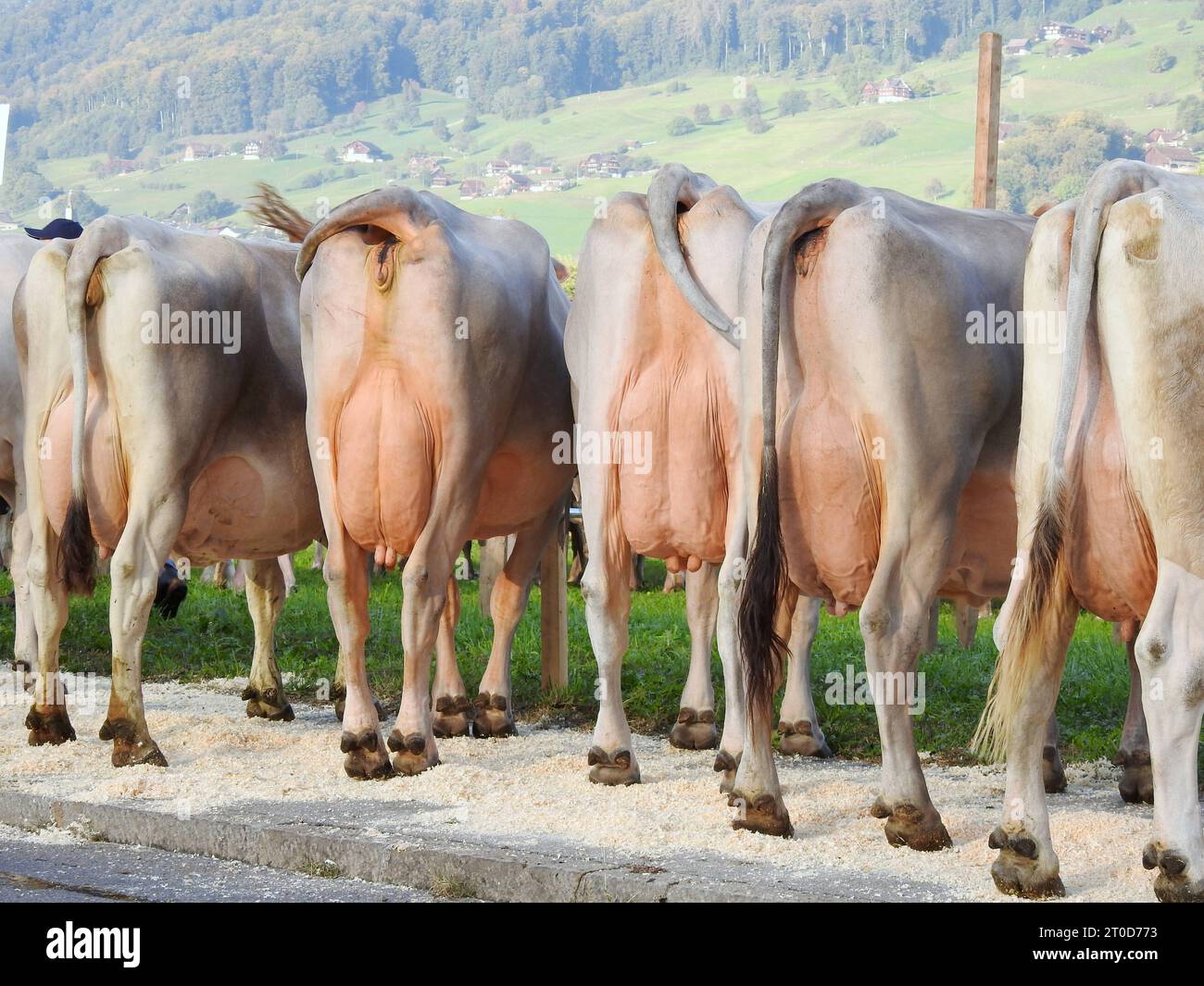 jobs in der landwirtschaft schweiz