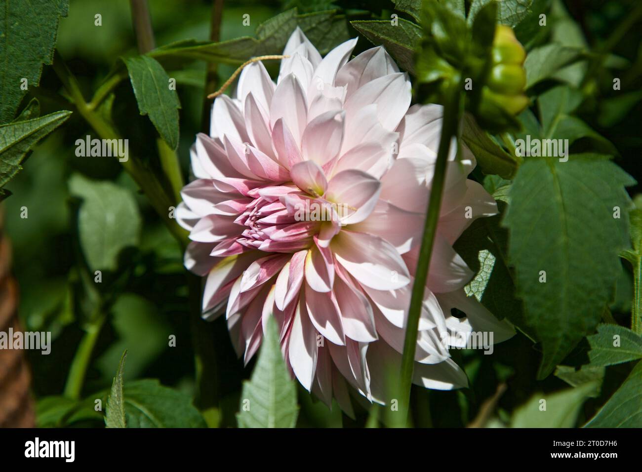 Pink dahlia in bloom seen up close Stock Photo - Alamy