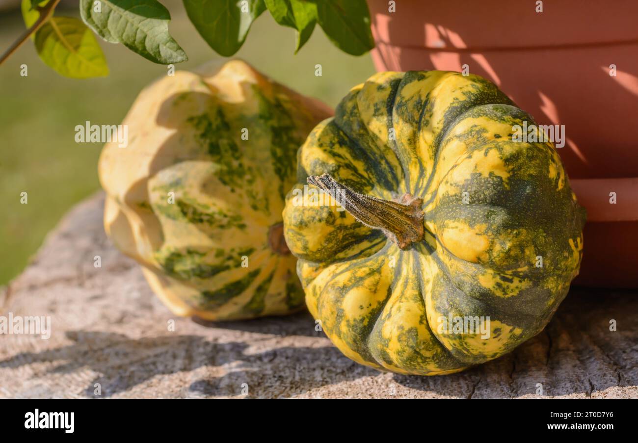 Round yellow-green striped pumpkin on a blurred background Stock Photo