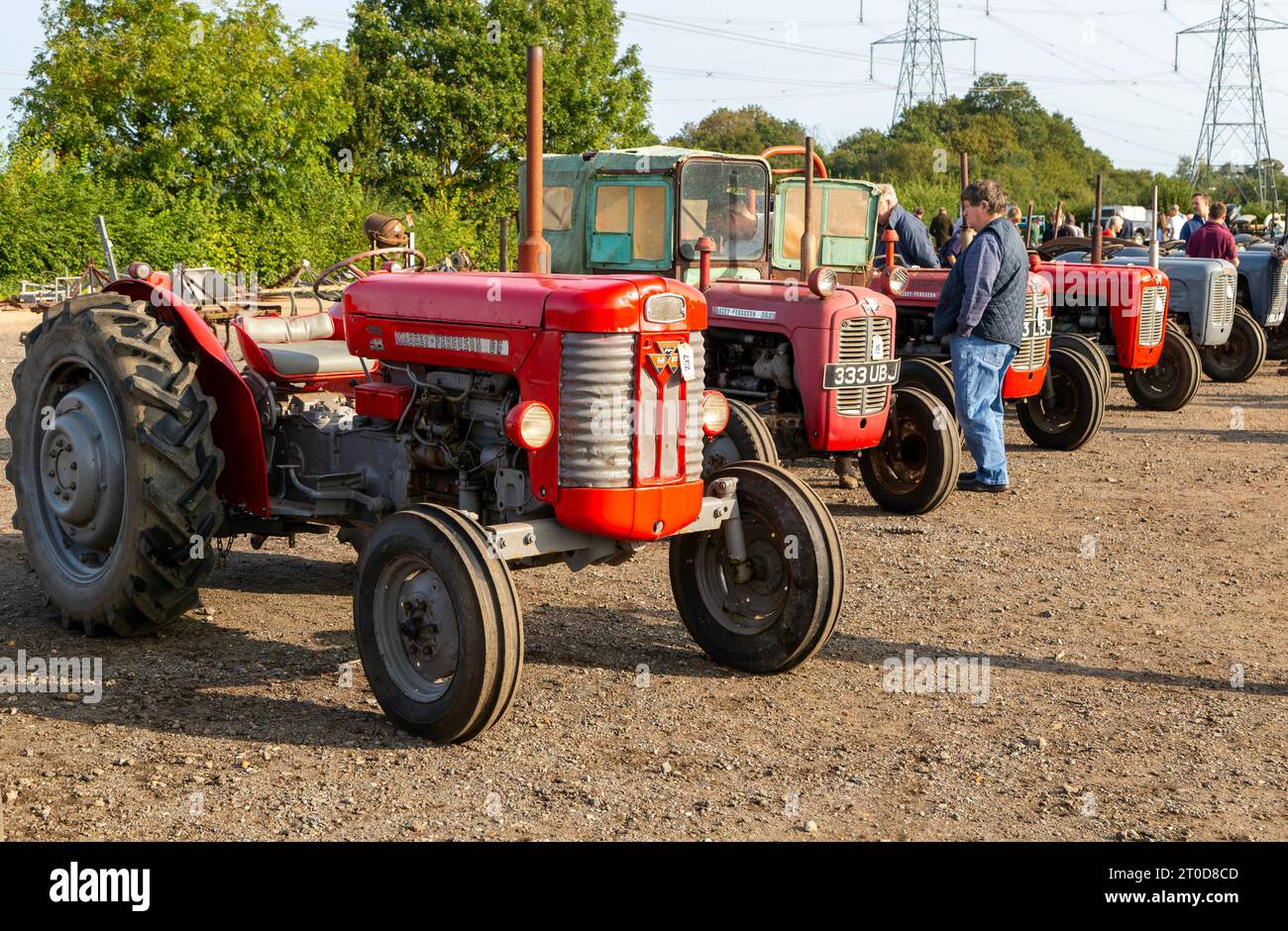 Vintage Massey Ferguson tractors at auction sale of vintage farming