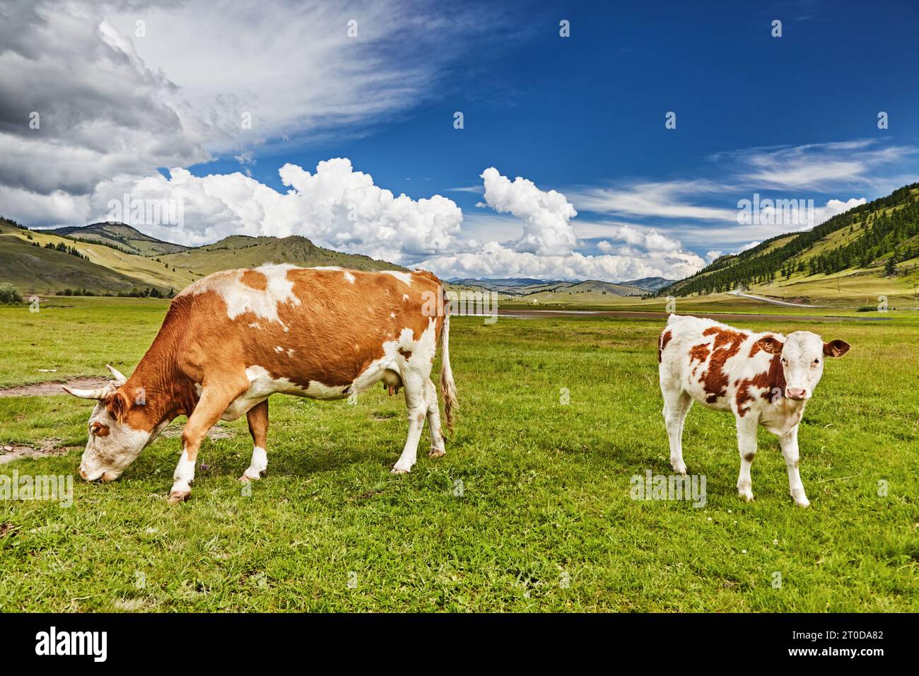 Pastoral landscape with grazing cows in a mountain valley Stock Photo