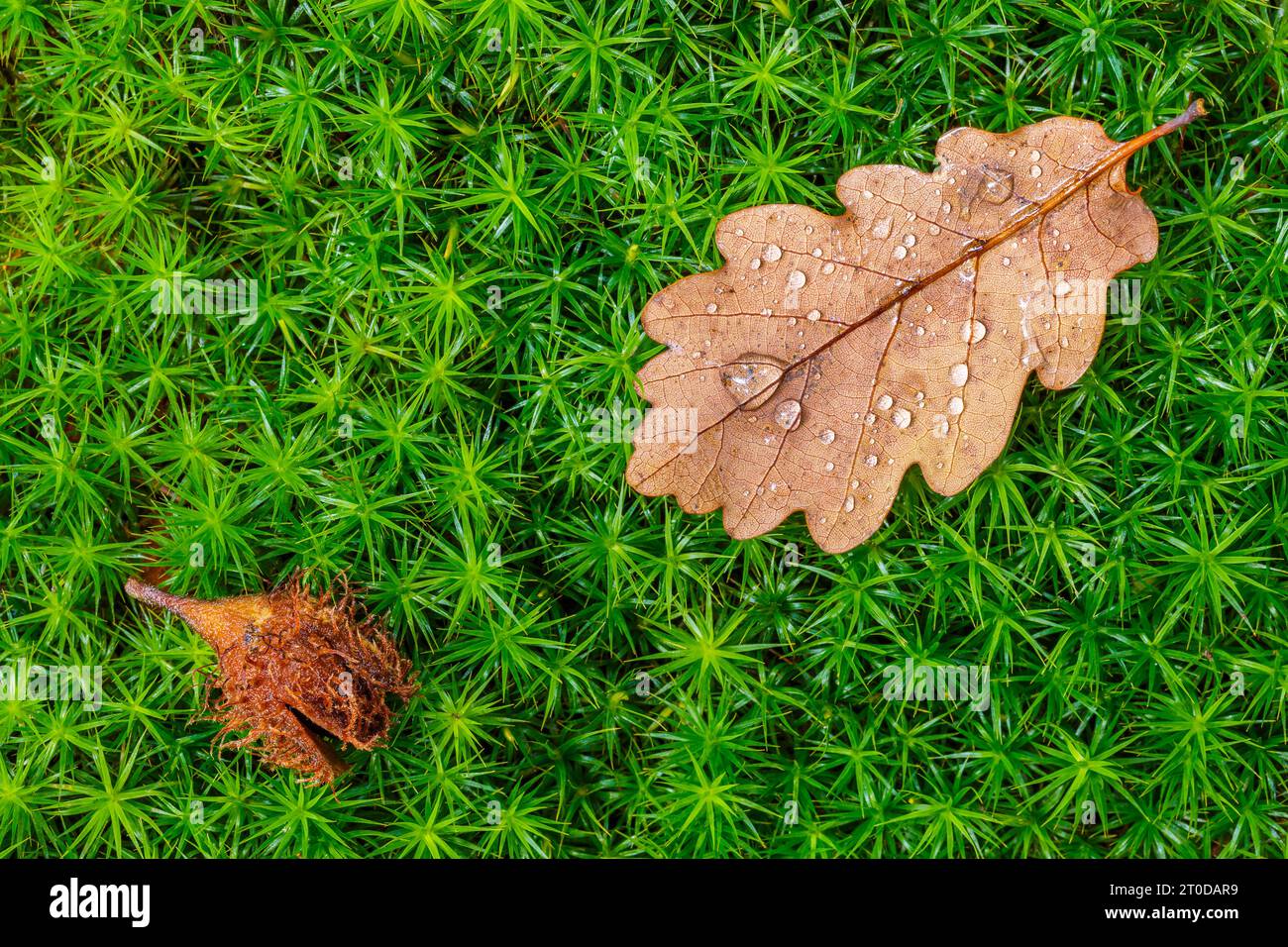 Oak eaf and beechnut on awl-leaf pearlwort Stock Photo