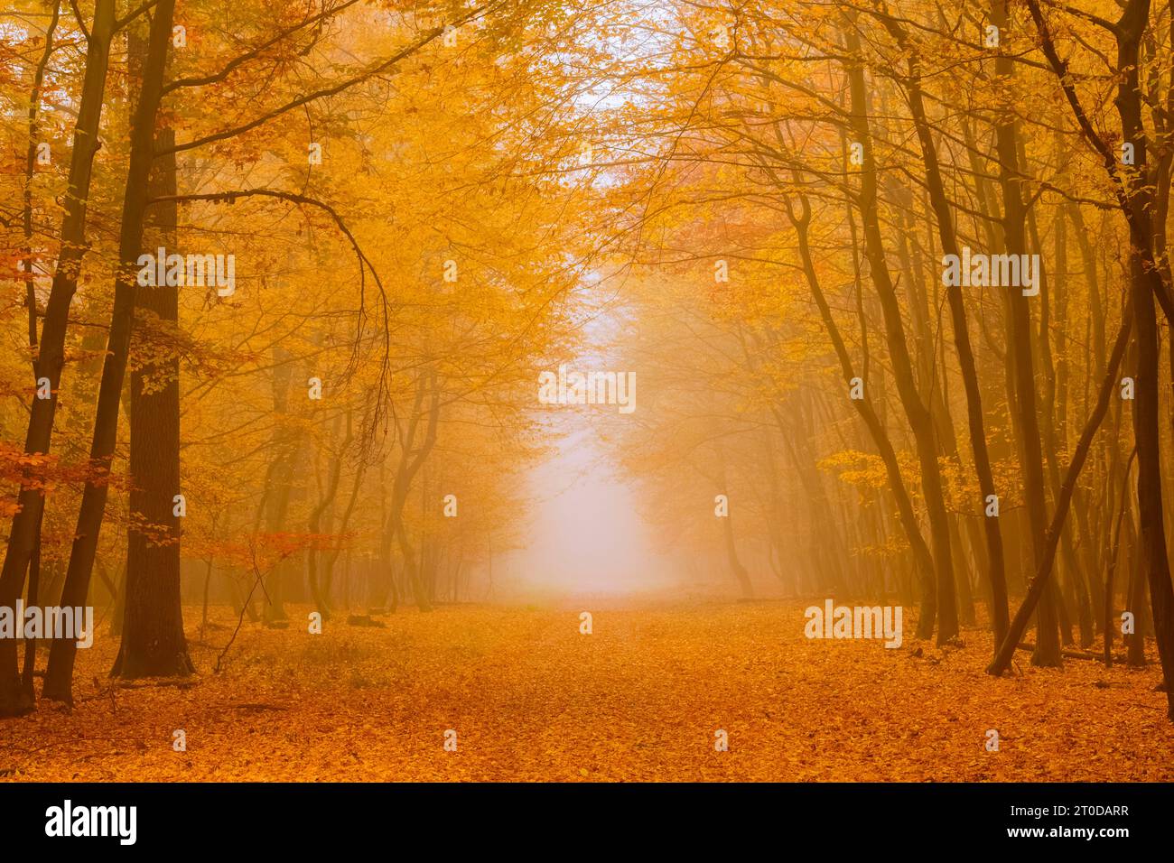 Autumnal Beech Forest horizontal Stock Photo