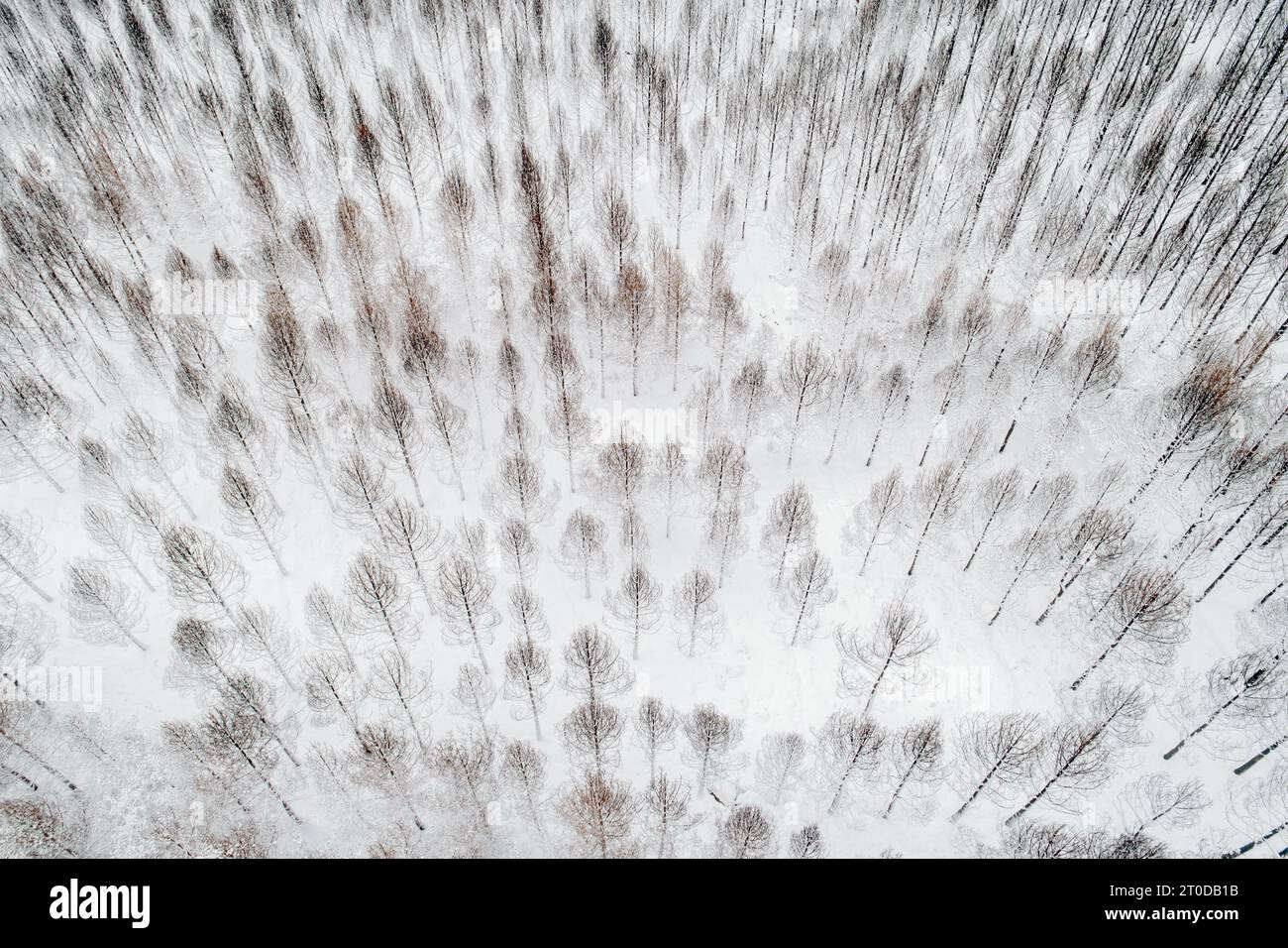 Aerial drone top view of a frozen forest with snow covered pine and fir ...