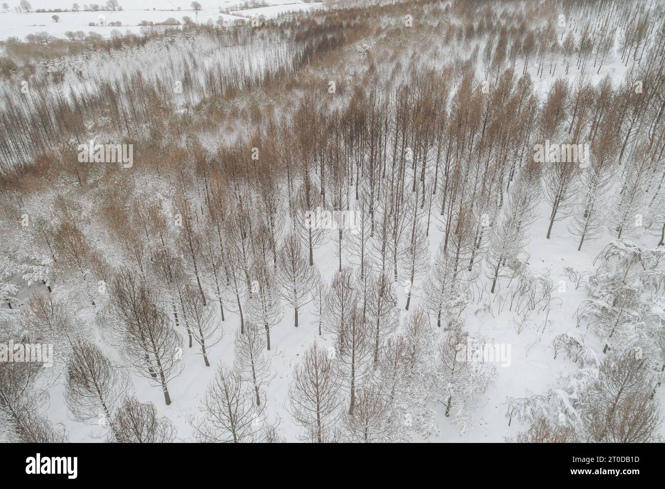 Aerial view snowy pine trees hi-res stock photography and images - Alamy