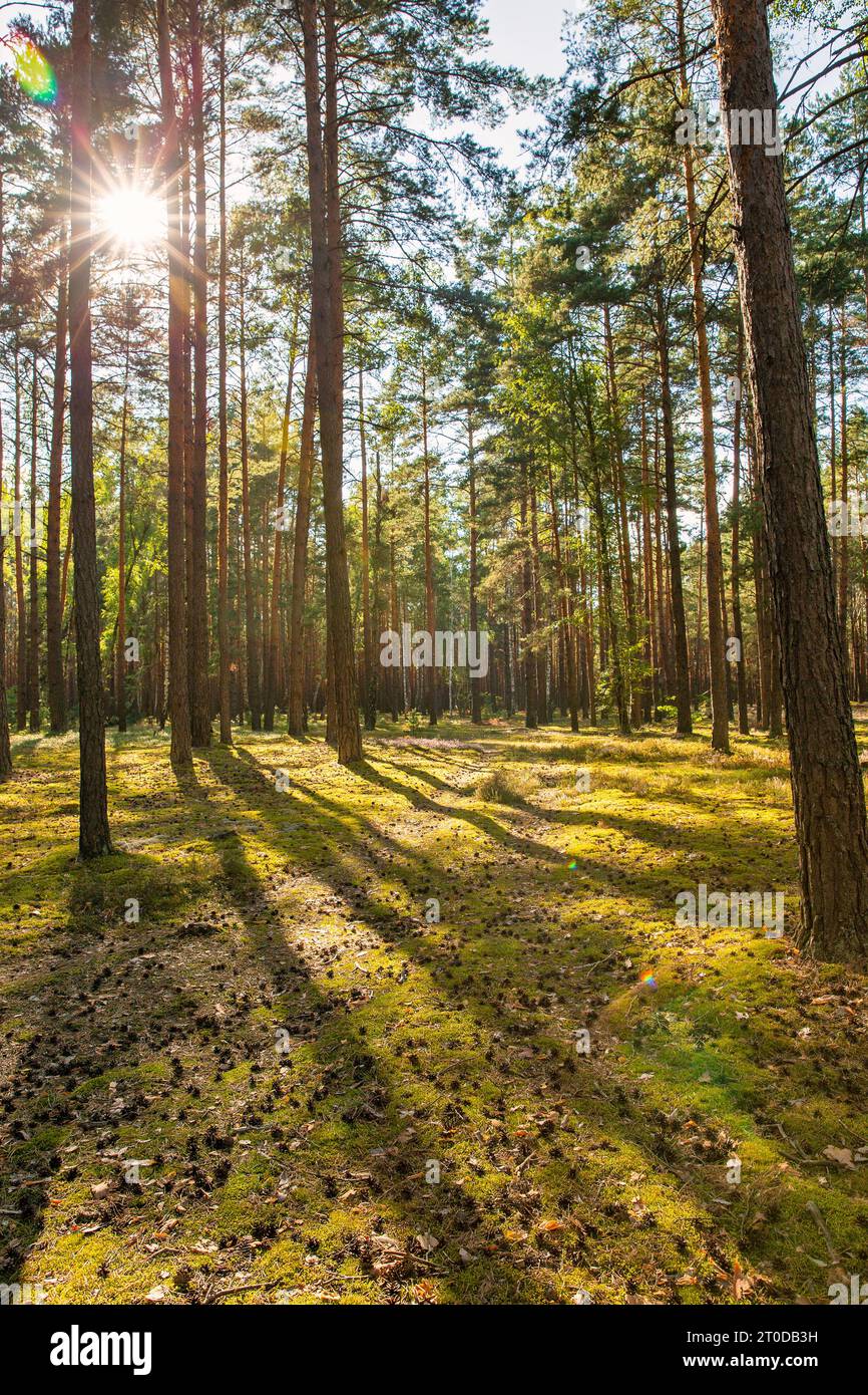 Old pine trees on sunny hi-res stock photography and images - Alamy
