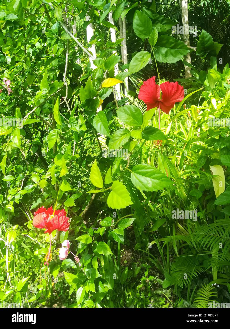 Flower in the garden, Fiji, country in the South Pacific Stock Photo