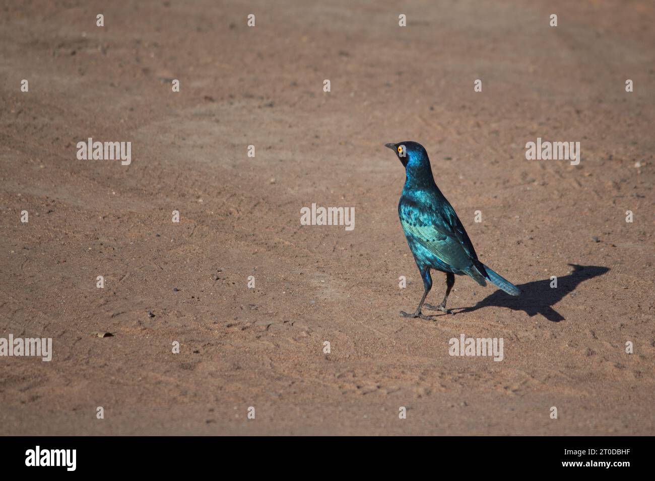 A glossy-starling standing on the ground at Hluhluwe-umfolozi, South Africa Stock Photo