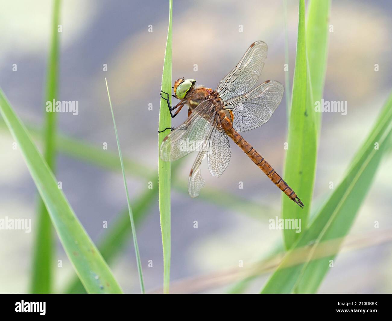 Hawker Insect Norfolk Hawker Dragonfly (Aeshna isoceles) adult perched on grass stem ...