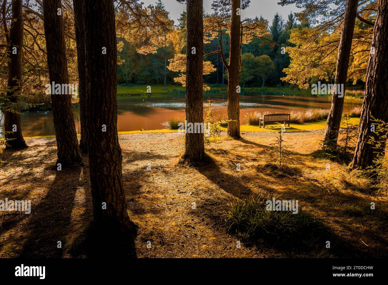Deciduous woodland in autumn at Braidwood, South Lanarkshire, Scotland Stock Photo Alamy