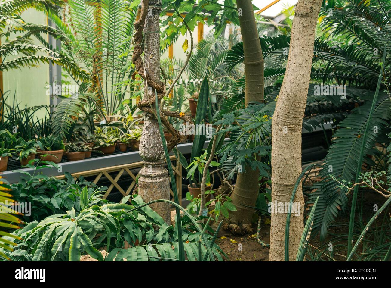 interior of an old greenhouse with a collection of tropical plants ...