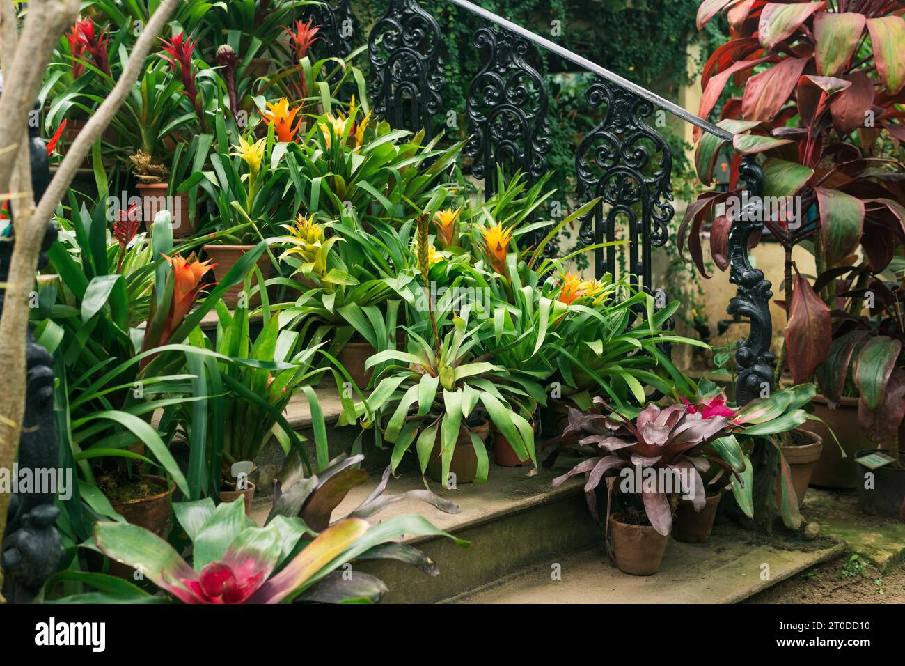 blooming bromeliads in pots on the steps of a vintage staircase among  tropical plants in an old greenhouse Stock Photo - Alamy