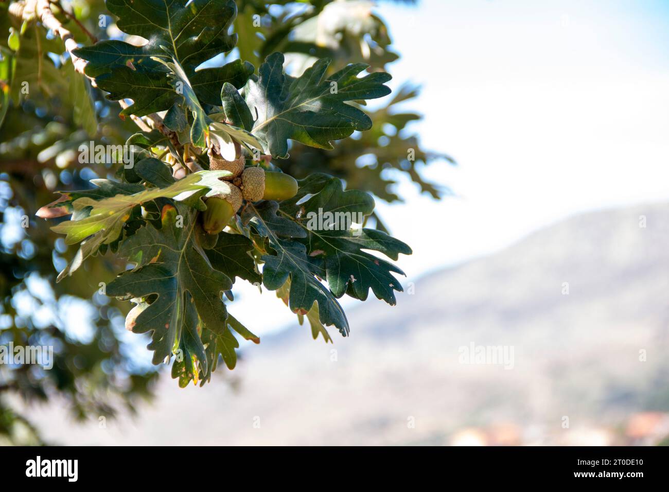 Acorns and green oak leaves in early autumn Stock Photo