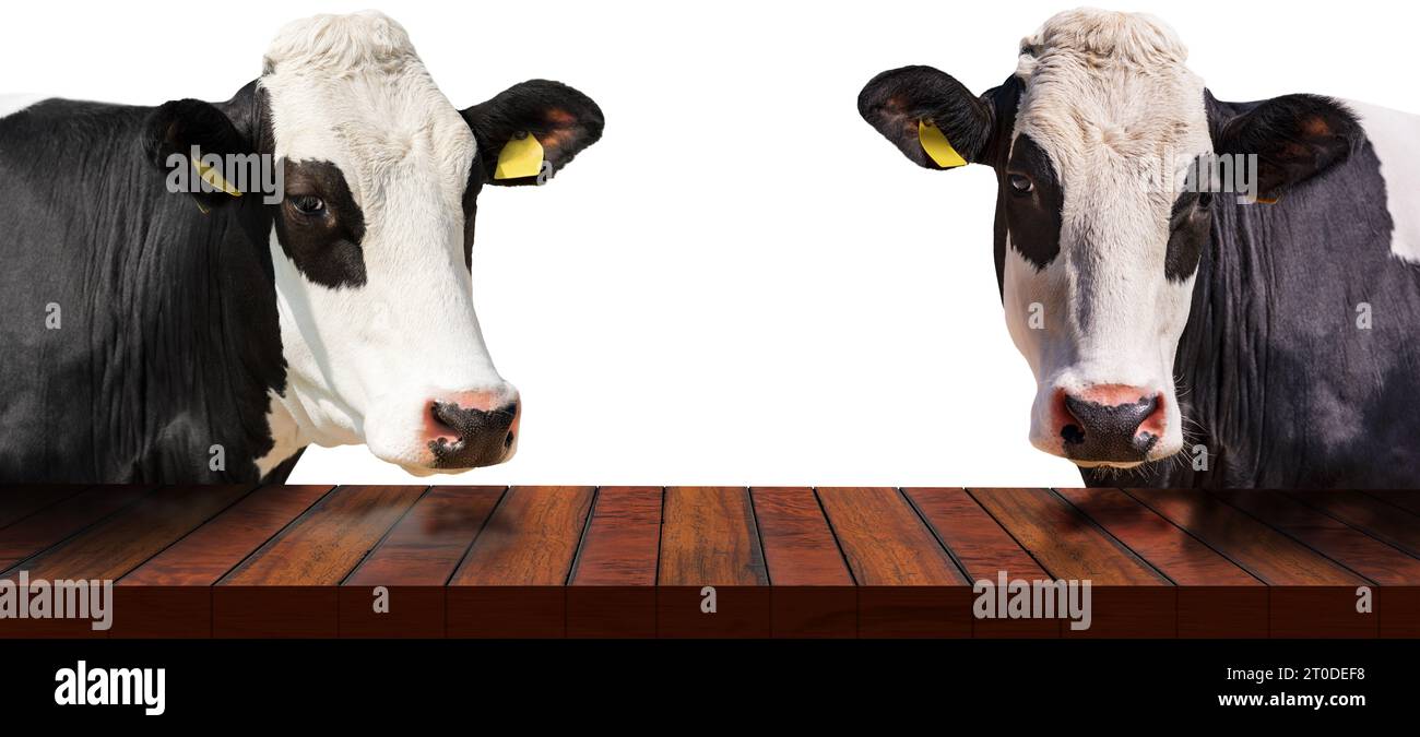 Two white cows on black background hi-res stock photography and images ...