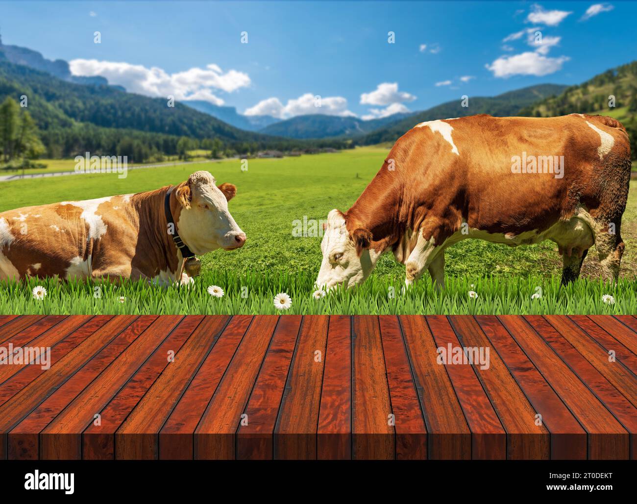 Empty wooden table and two brown and white dairy cows on a mountain ...
