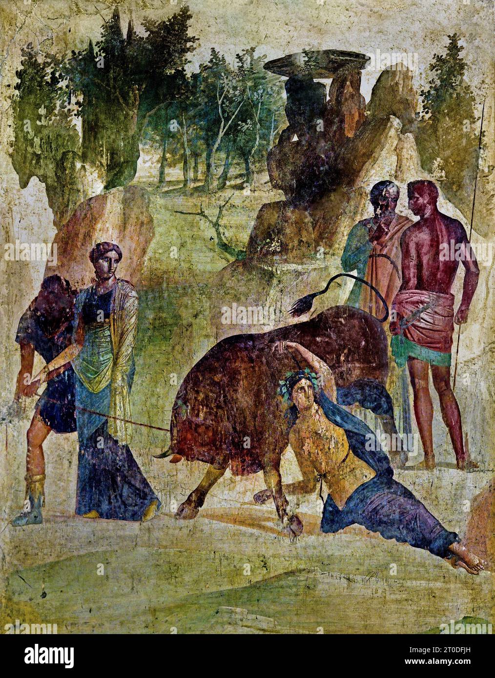 Dirce is tied to a bull by Amphion and Zeto to avenge his mother Antiope. Fresco Pompeii Roman City is located near Naples in the Campania region of Italy. Pompeii was buried under 4-6 m of volcanic ash and pumice in the eruption of Mount Vesuvius in AD 79. Italy Stock Photo