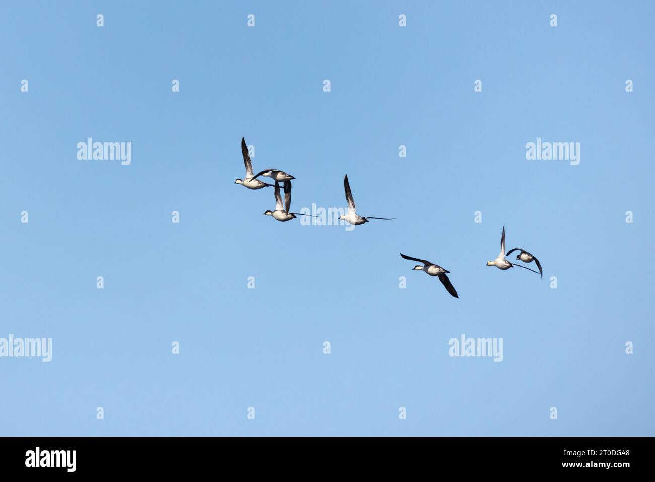 Smew In Flight Ducks birds hi-res stock photography and images - Alamy