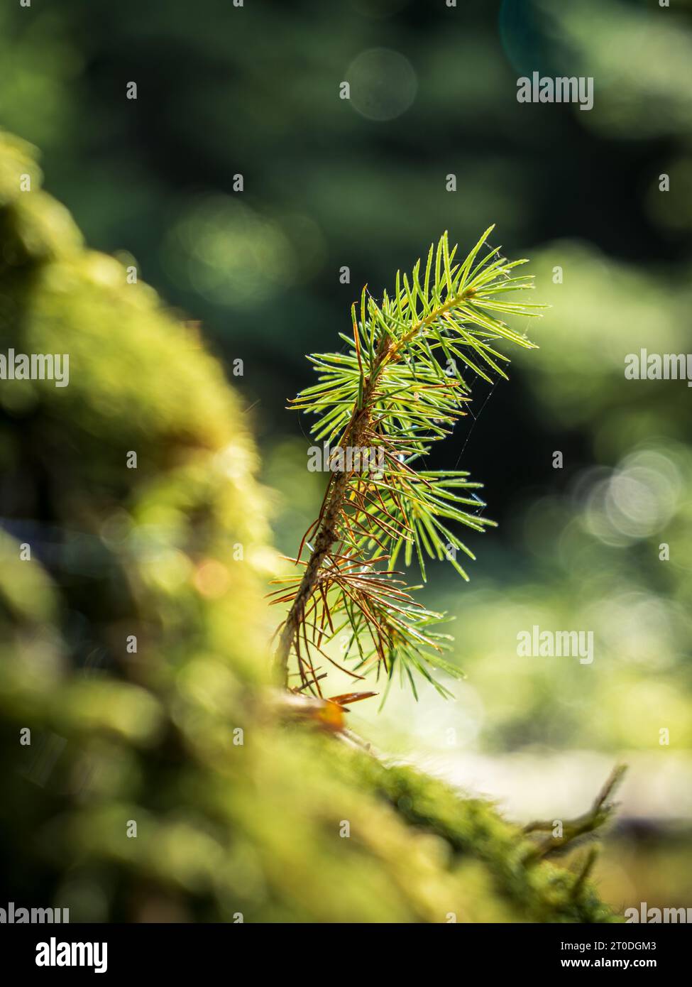 Small little pine fir tree sapling seedling in golden sunshine ...