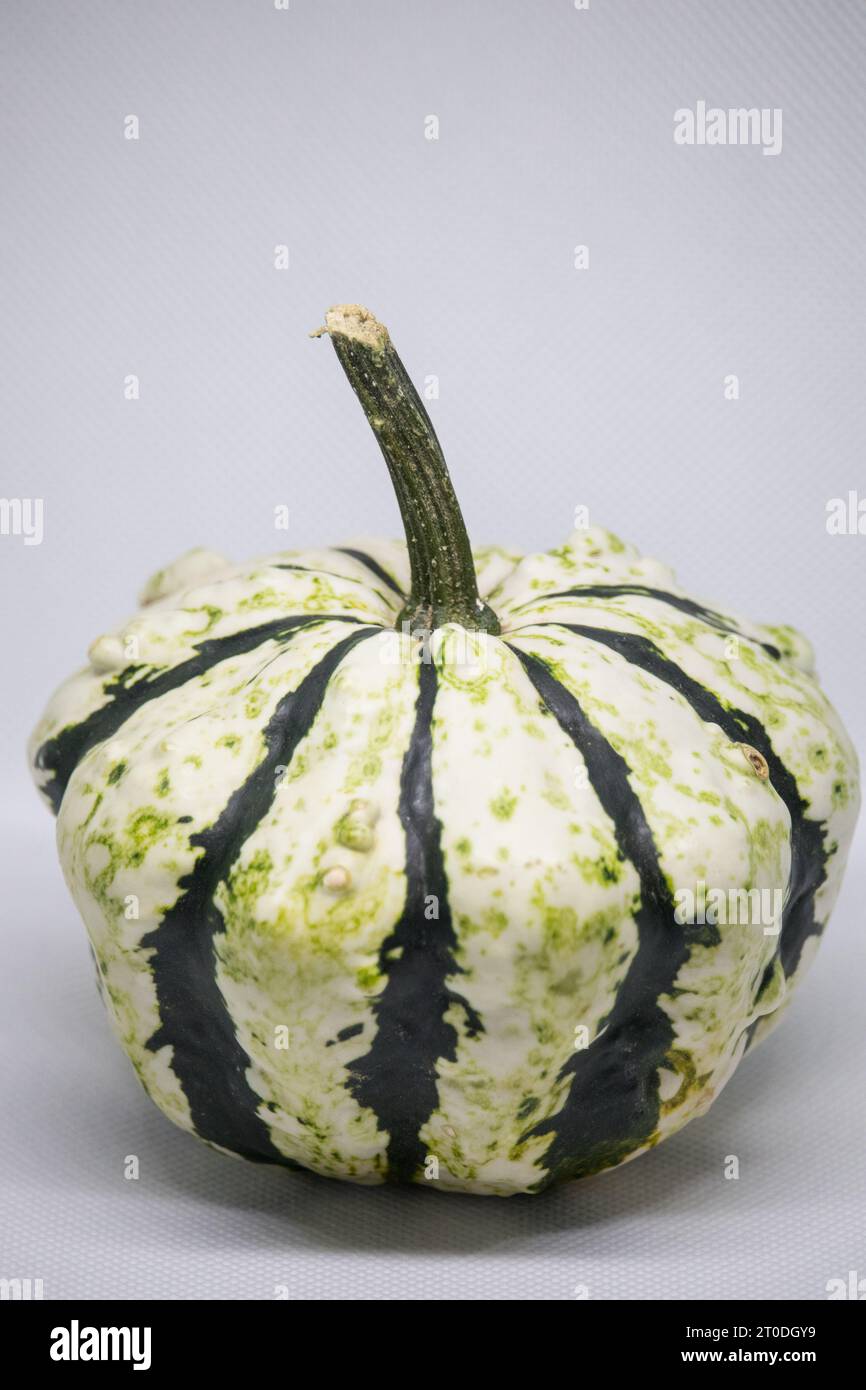 A vibrant green and white striped pumpkin sits proudly among a fall harvest of fresh produce, its unique hue and bold pattern standing out like a beac Stock Photo