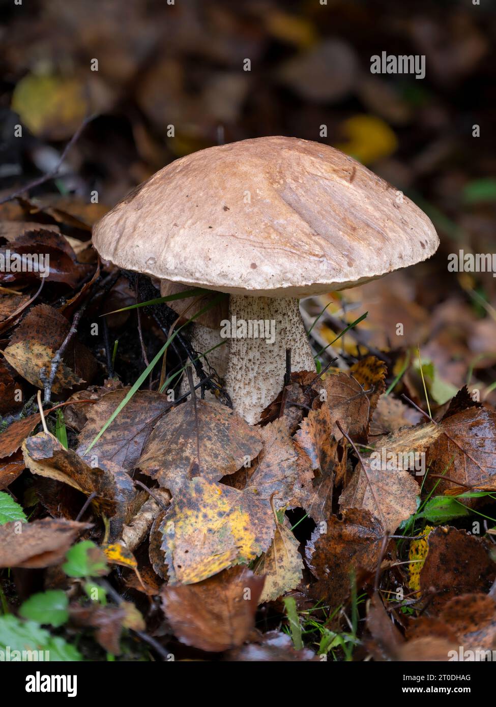 Mottled Bolete mushroom, Leccinum variicolor, Dumfries & Galloway, Scotland Stock Photo