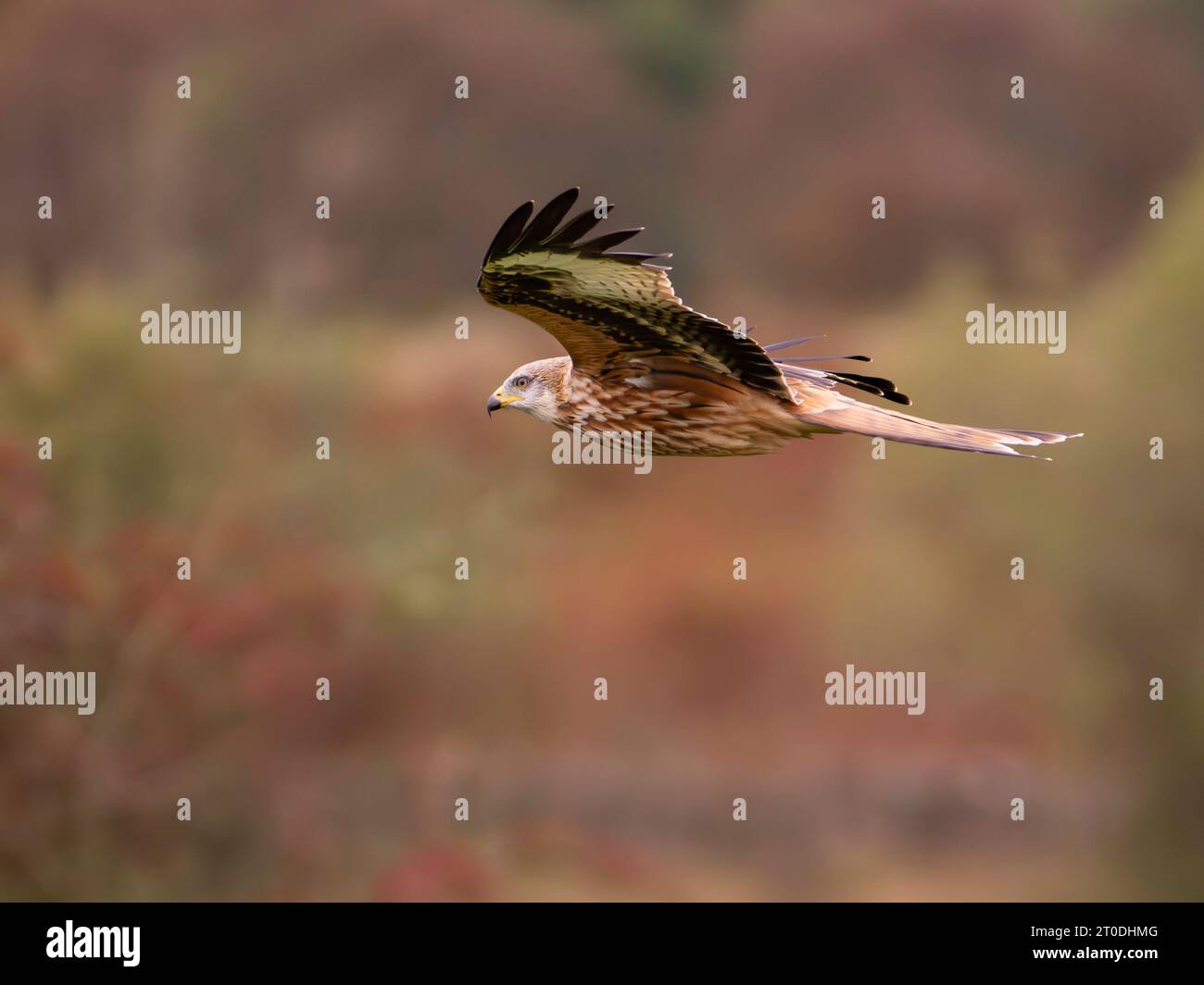 Red kite feeding station hires stock photography and images Alamy