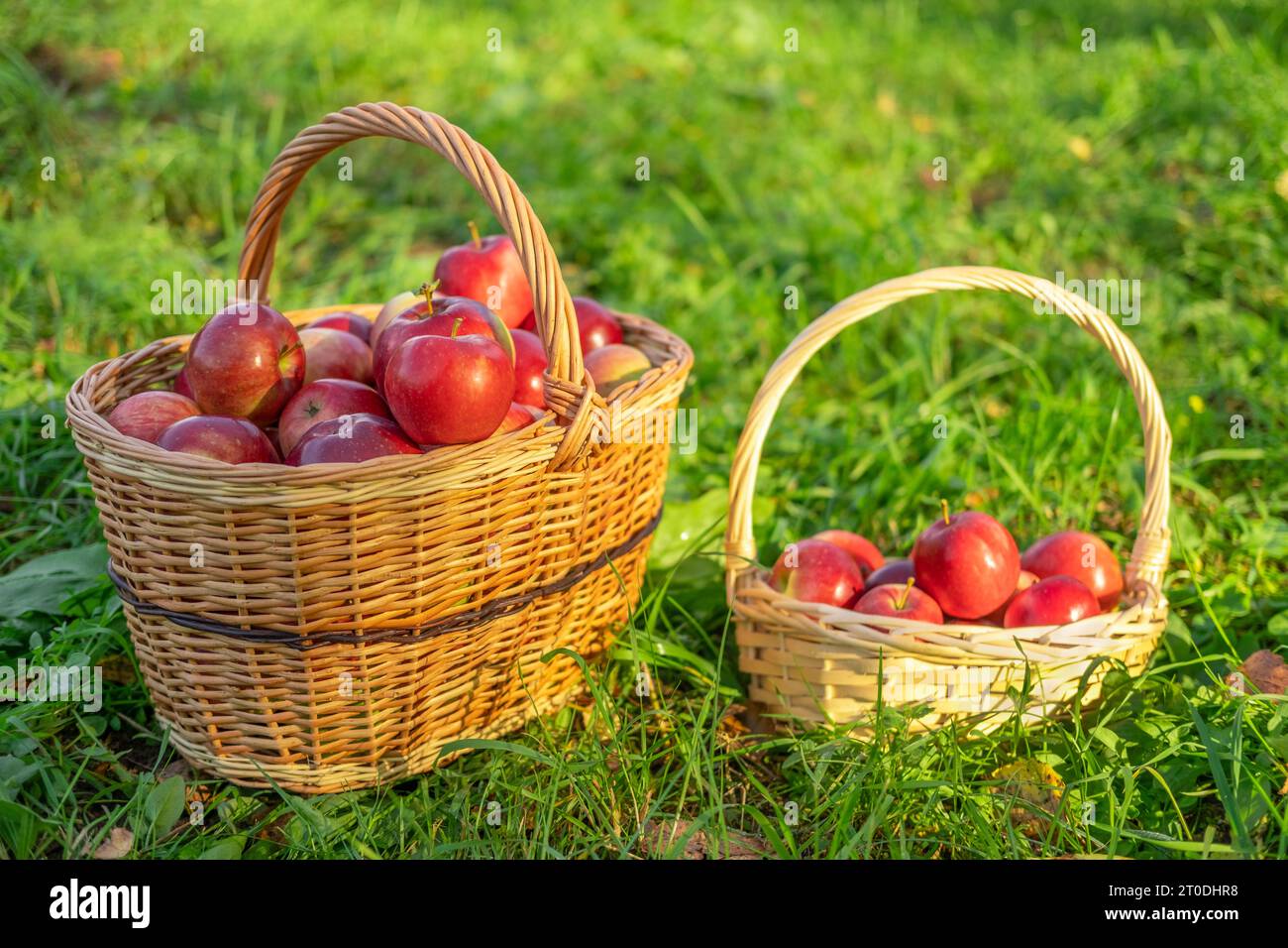 Apple Before Ripe Ripe Apples in the Apple Orchard before Harvesting. Big Red delicious ...