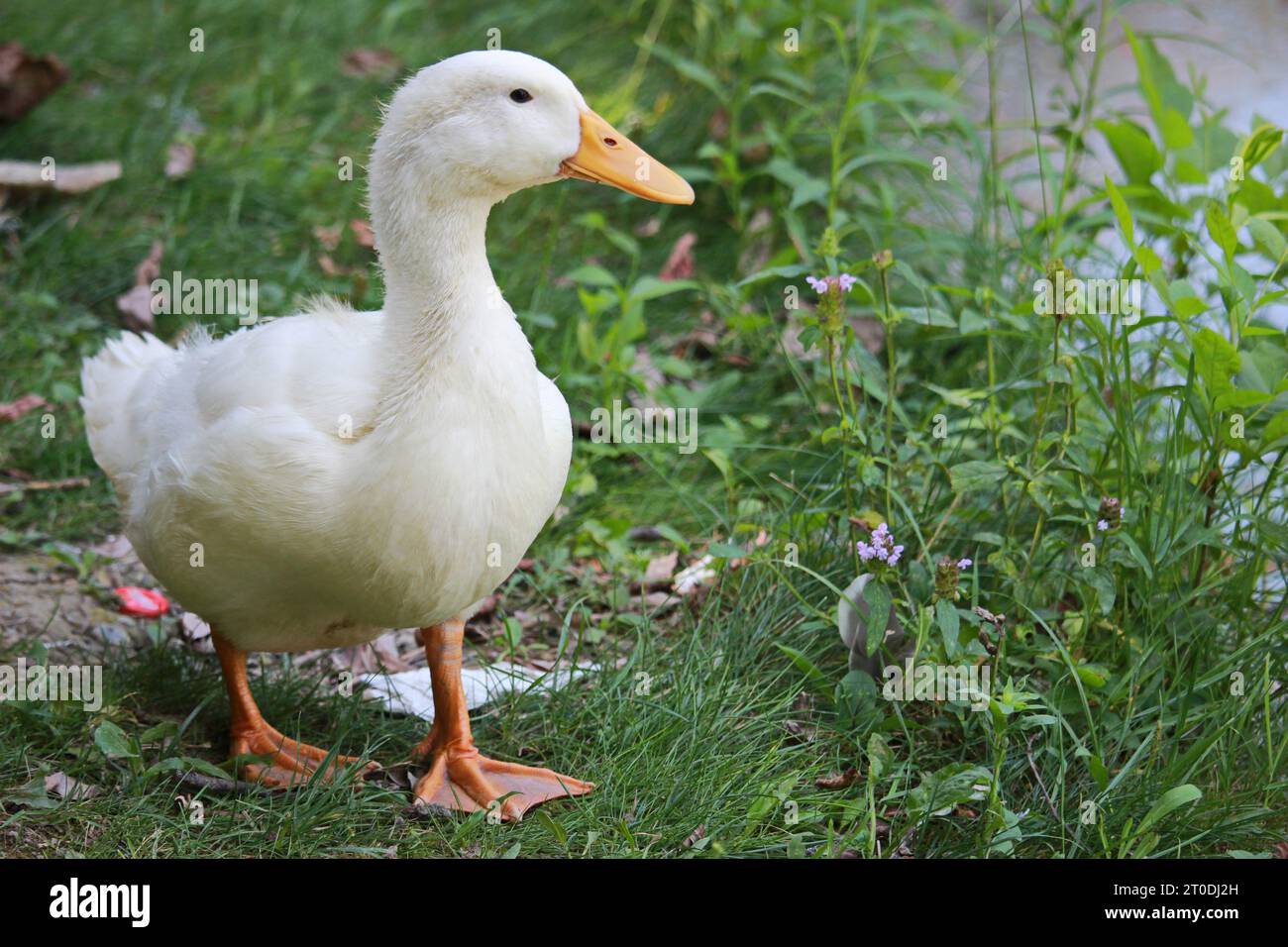 A majestic white duck stands proudly in a lush meadow of grass, its vibrant beak standing out against the peacefulness of nature's wildlife Stock Photo