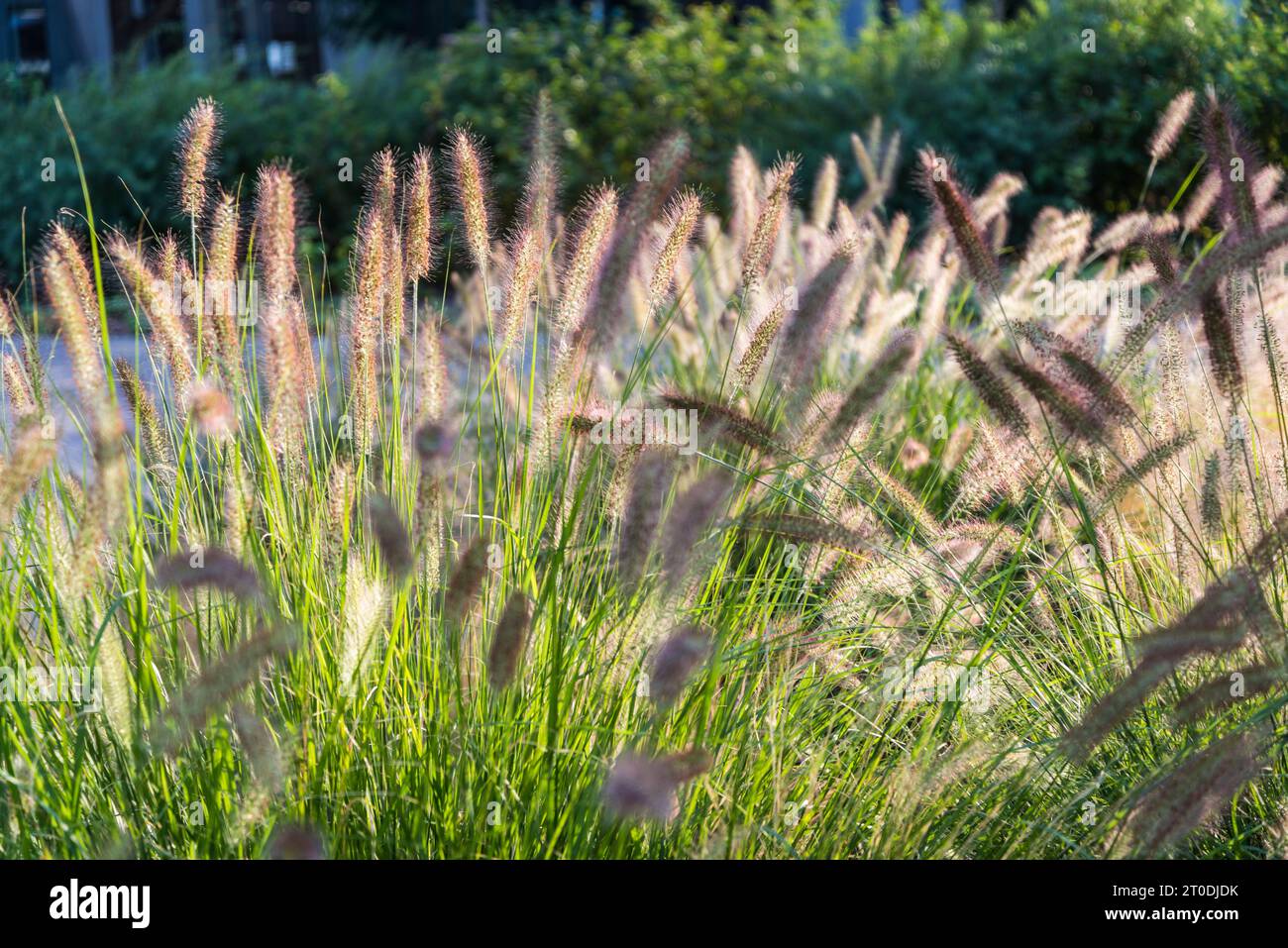 Grasses at the Museum of Ethnography in the City Park, design by Marcel Ferencz, opened in 2022, Budapest, Hungary Stock Photo