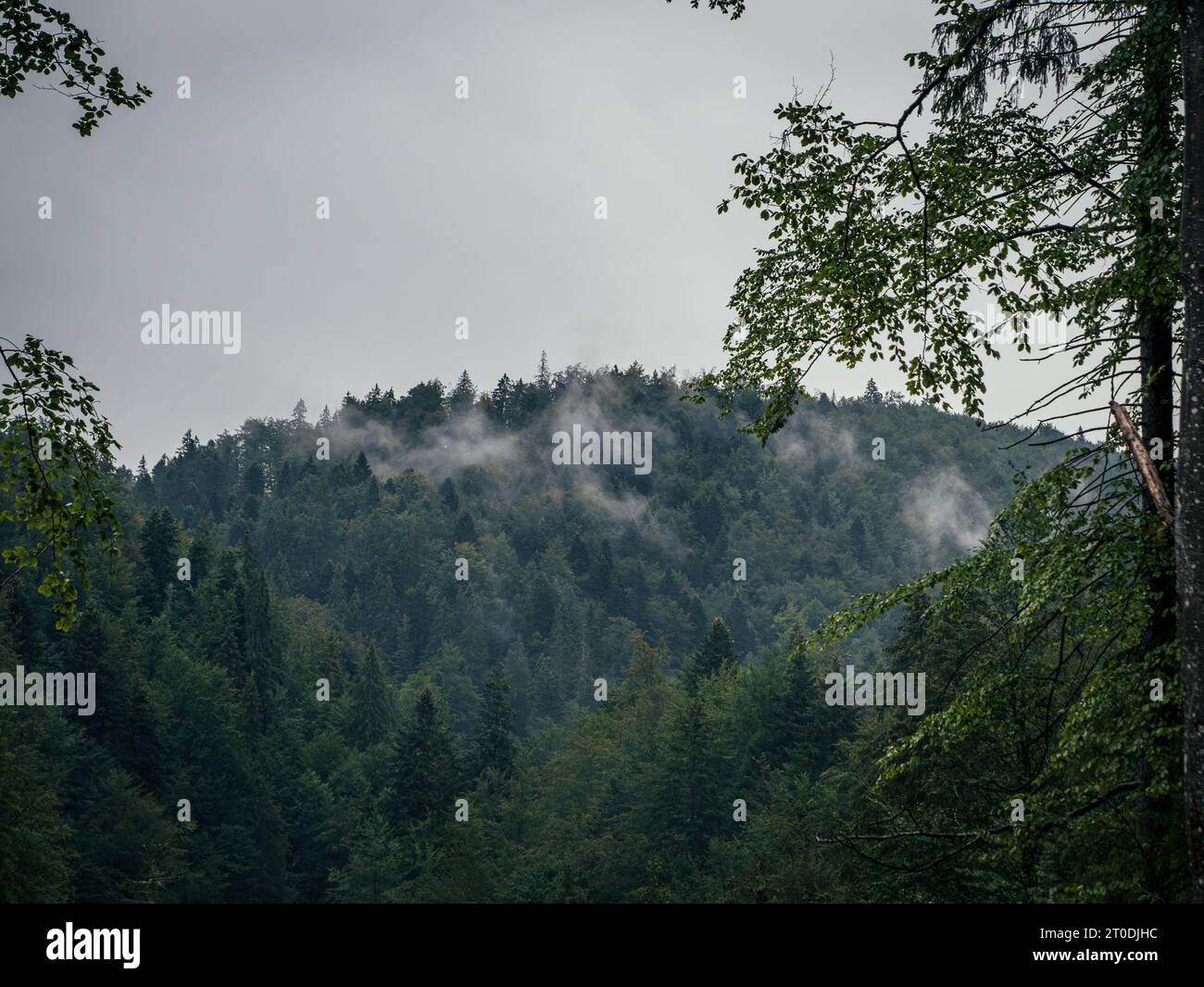 Misty landscape fir forest hi-res stock photography and images - Alamy