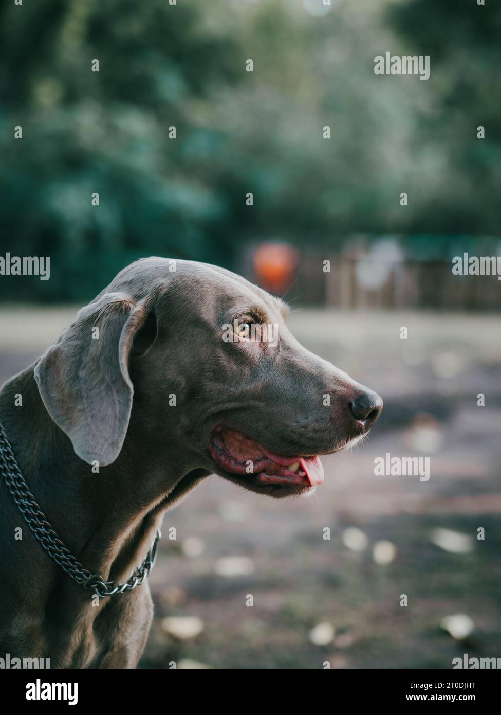 Gray weimaraner pointer dog looking away from camera profile view in a public park forest golden hour Stock Photo