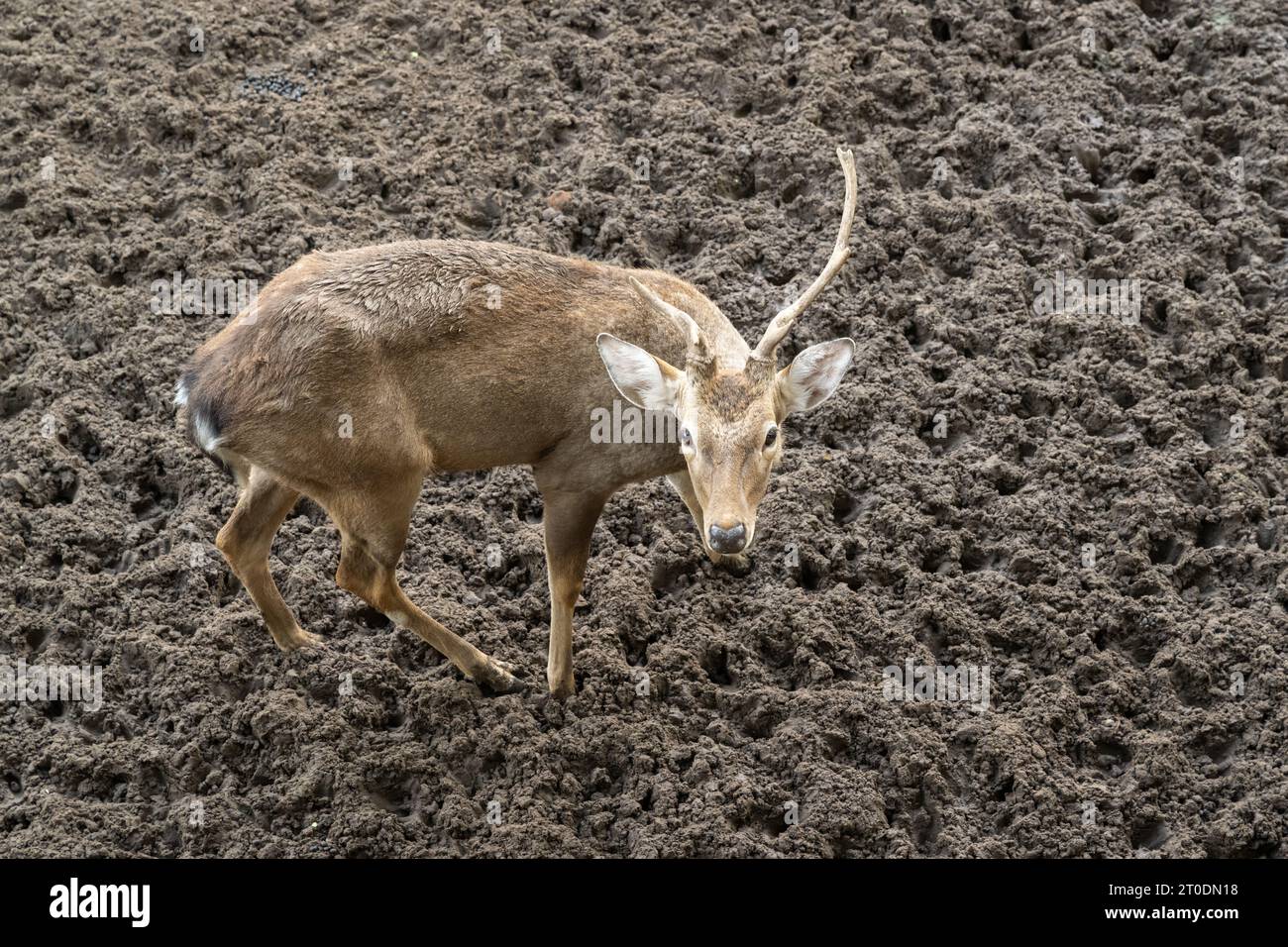 Sika Deer at Saigon Zoo and Botanical Garden, Ho Chi Minh City,Vietnam