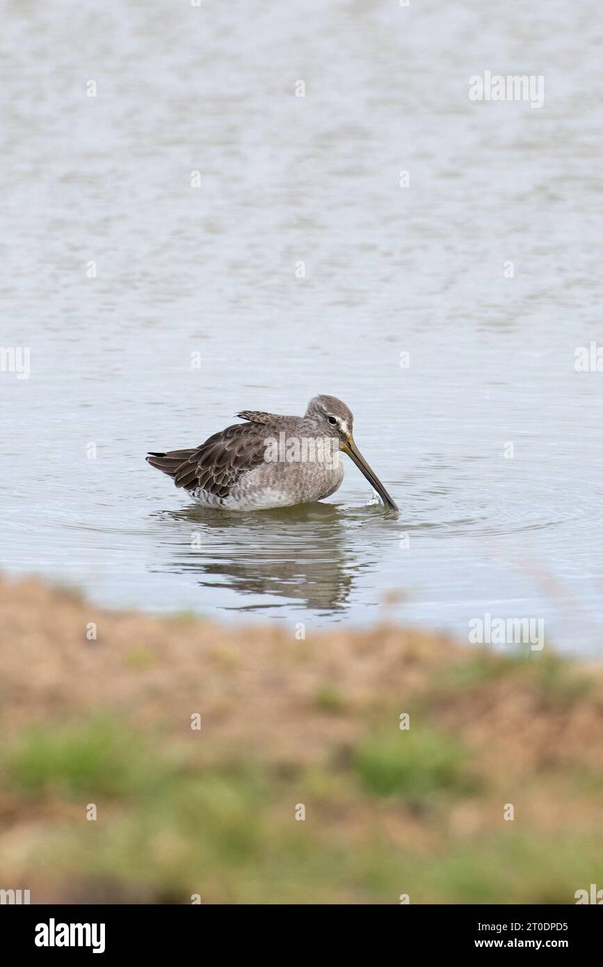 Long-billed Dowitcher (Limnodromus scolopaceus) Cley Norfolk October 2023 Stock Photo