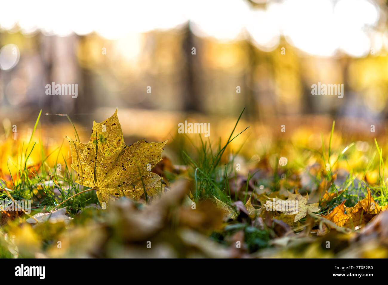 colorful follage in autumn in Europe Stock Photo