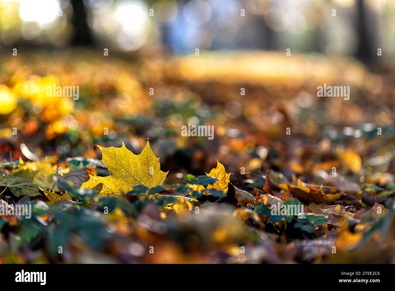colorful follage in autumn in Europe Stock Photo