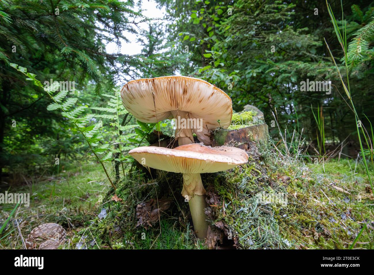 Close up of a Common deer mushroom, Pluteus cervinus, at the foot of a dead spruce tree stump with well visible lamellae against background with dense Stock Photo