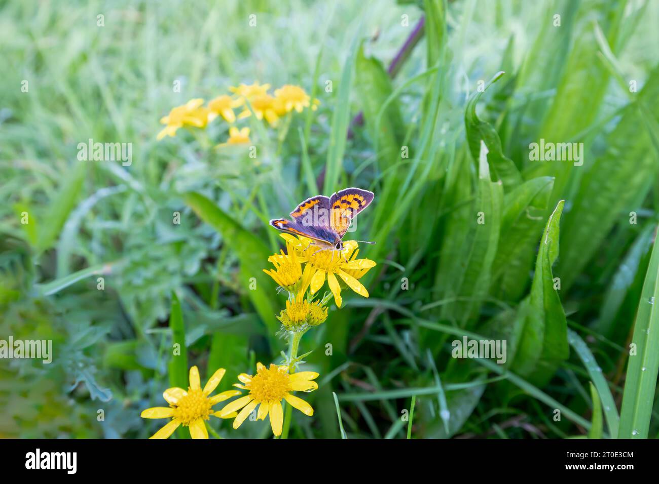 Close up of a Small Copper, Lycaena phlaeas, on flower of Marsh Ragwort, Jacobaea aquatica, against background with leaf rosette of Small Plantain, Pl Stock Photo