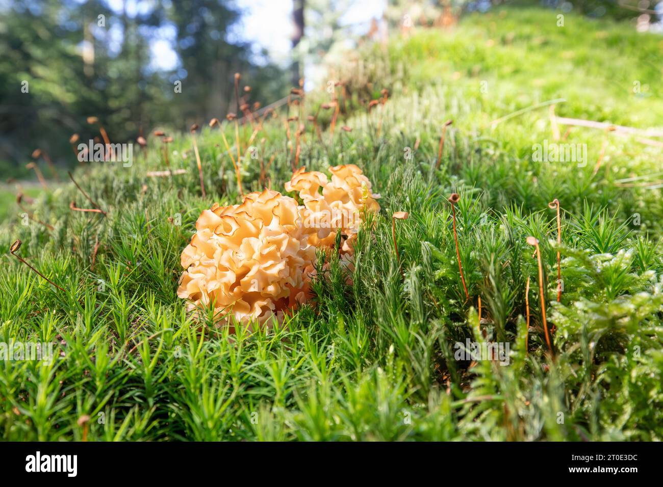 Close up of a soft yellow colored Cauliflower fungus, Sparassis crispa, with brown edges growing in a blanket of mosses in a forest with trees in back Stock Photo