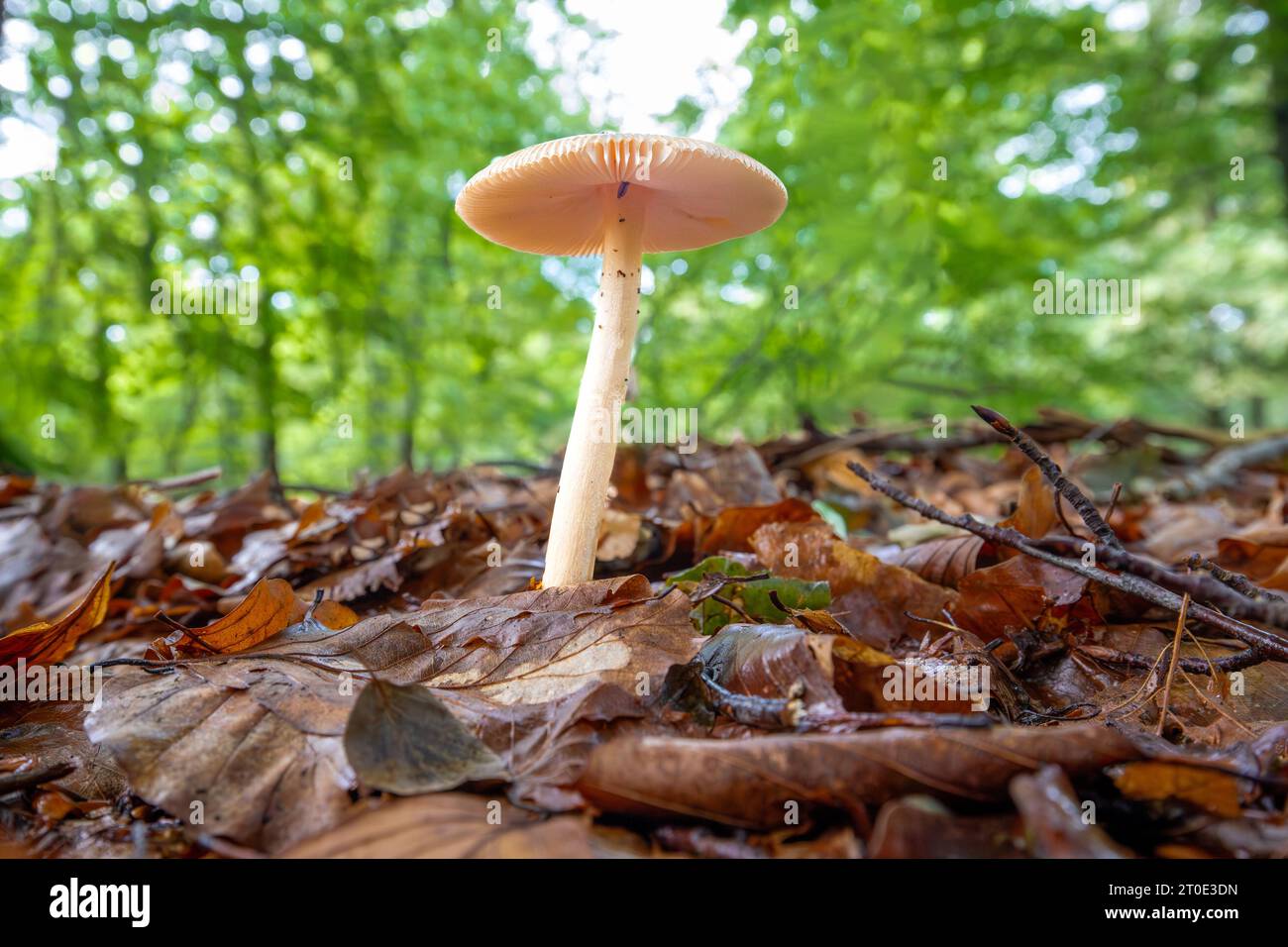 Close up of tawny grisette or the orange-brown ringless amanita, Amanita fulva, white stem relatively long thin growing from forest floor covered with Stock Photo
